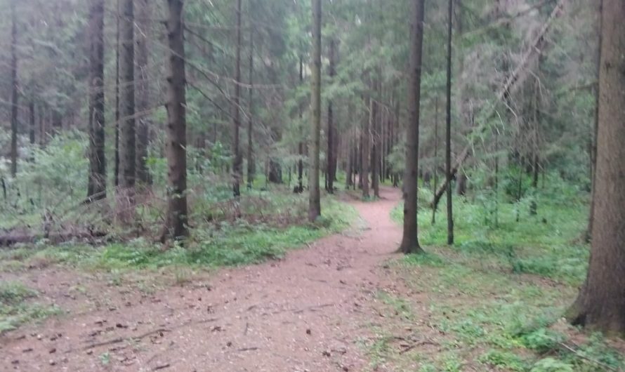 Прогулки с критиком в летнем лесу
